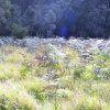 Biddy and John Lewis, clearing, Marramarra Creek